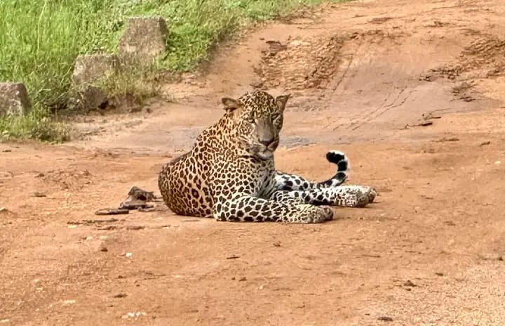 Safari
